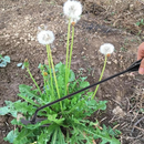 Pacote com 2 ferramentas para arrancar ervas daninhas de jardim e arrancar ervas daninhas