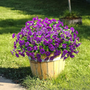 💥Material de alta qualidade atualizado 🌸Seda sintética colorida, resistente a raios UV e sem desbotamento, glória da manhã