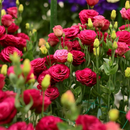 🔥🌺Sementes de flores de Eustoma de baixa manutenção🌈