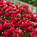 🔥🌺Sementes de flores de Eustoma de baixa manutenção🌈