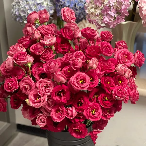 🔥🌺Sementes de flores de Eustoma de baixa manutenção🌈