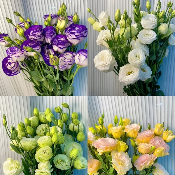 🔥🌺Sementes de flores de Eustoma de baixa manutenção🌈
