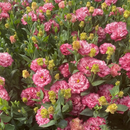 🔥🌺Sementes de flores de Eustoma de baixa manutenção🌈