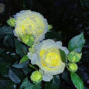 🔥🌺Sementes de flores de Eustoma de baixa manutenção🌈