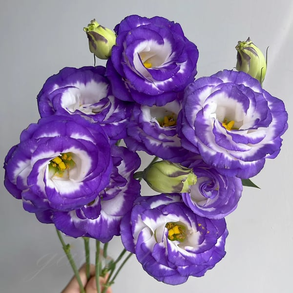 🔥🌺Sementes de flores de Eustoma de baixa manutenção🌈