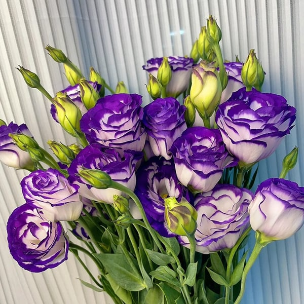 🔥🌺Sementes de flores de Eustoma de baixa manutenção🌈