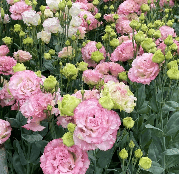 🔥🌺Sementes de flores de Eustoma de baixa manutenção🌈