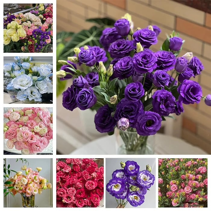 🔥🌺Sementes de flores de Eustoma de baixa manutenção🌈