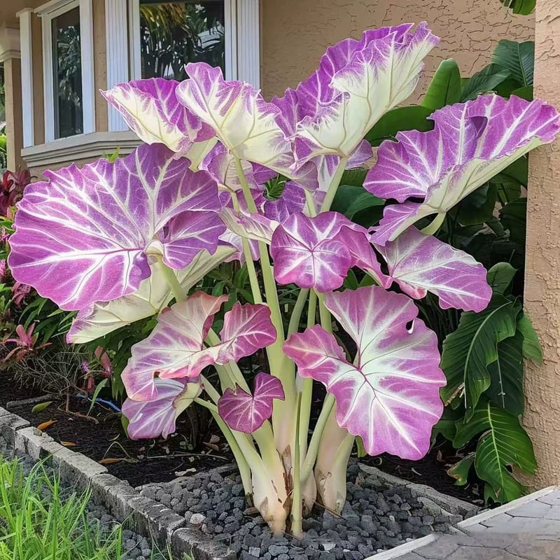 🍃 Sementes Raras de Flor Coleus 🌿