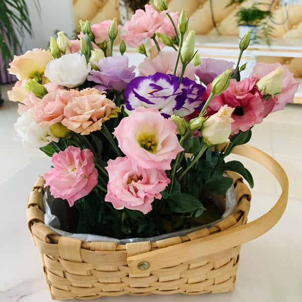 🔥🌺Sementes de flores de Eustoma de baixa manutenção🌈