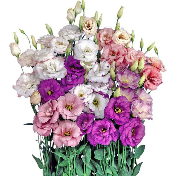 🔥🌺Sementes de flores de Eustoma de baixa manutenção🌈