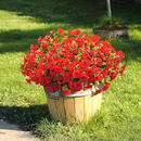 💥Material de alta qualidade atualizado 🌸Seda sintética colorida, resistente a raios UV e sem desbotamento, glória da manhã