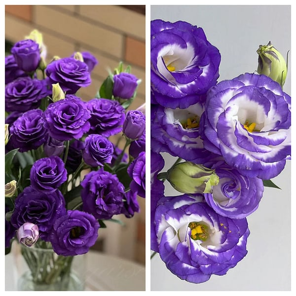 🔥🌺Sementes de flores de Eustoma de baixa manutenção🌈