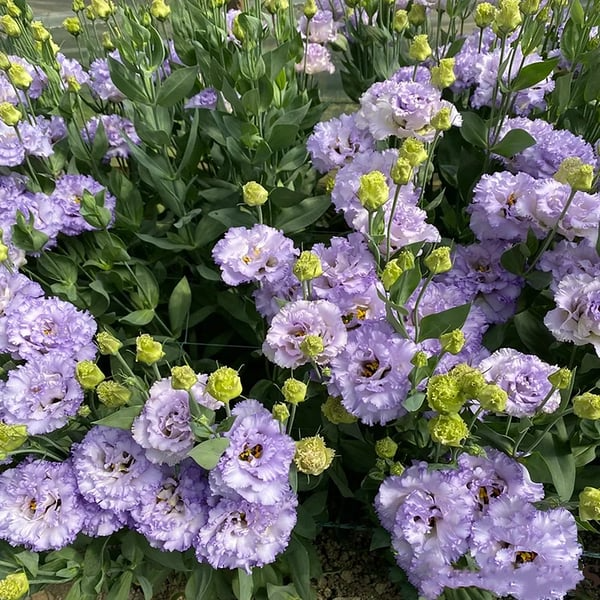 🔥🌺Sementes de flores de Eustoma de baixa manutenção🌈
