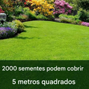 🔥7 dias de germinação🌱 Sementes de grama anã perene para quatro estações🌾Crie seu gramado perfeito aqui