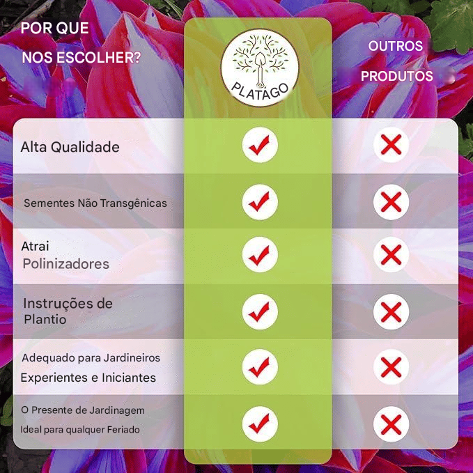 🍃 Sementes Raras de Flor Coleus 🌿