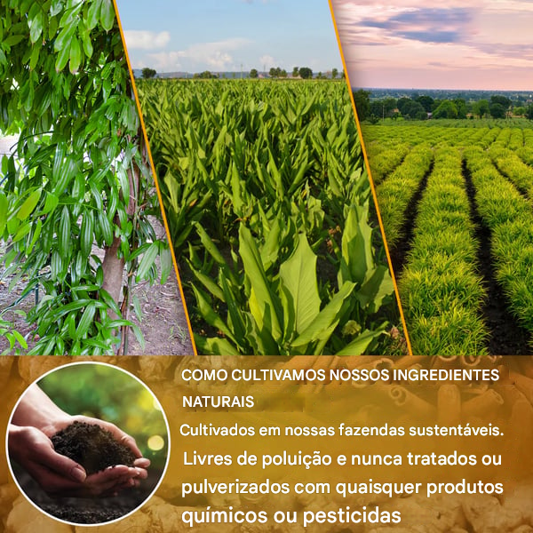 🌹Chá de cúrcuma, gengibre e canela 149% natural