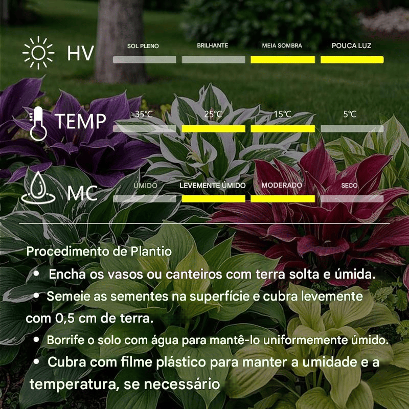 🍃 Sementes Raras de Flor Coleus 🌿