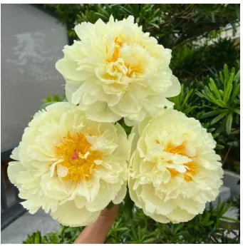 🔥Peônias da Rainha: Floresça seu Jardim🌺+ [BRINDE ESPECIAL]