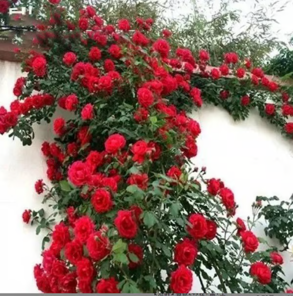 Escalando videira sementes de flores de rosa🌹