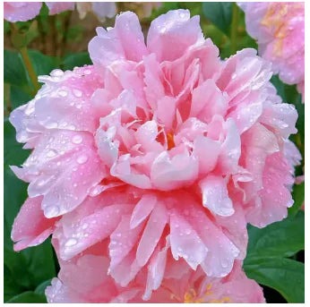 🔥Peônias da Rainha: Floresça seu Jardim🌺+ [BRINDE ESPECIAL]