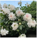 🔥Peônias da Rainha: Floresça seu Jardim🌺+ [BRINDE ESPECIAL]