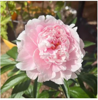 🔥Peônias da Rainha: Floresça seu Jardim🌺+ [BRINDE ESPECIAL]