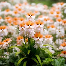 💐Sementes de flores deslumbrantes de olho de gato 🐱