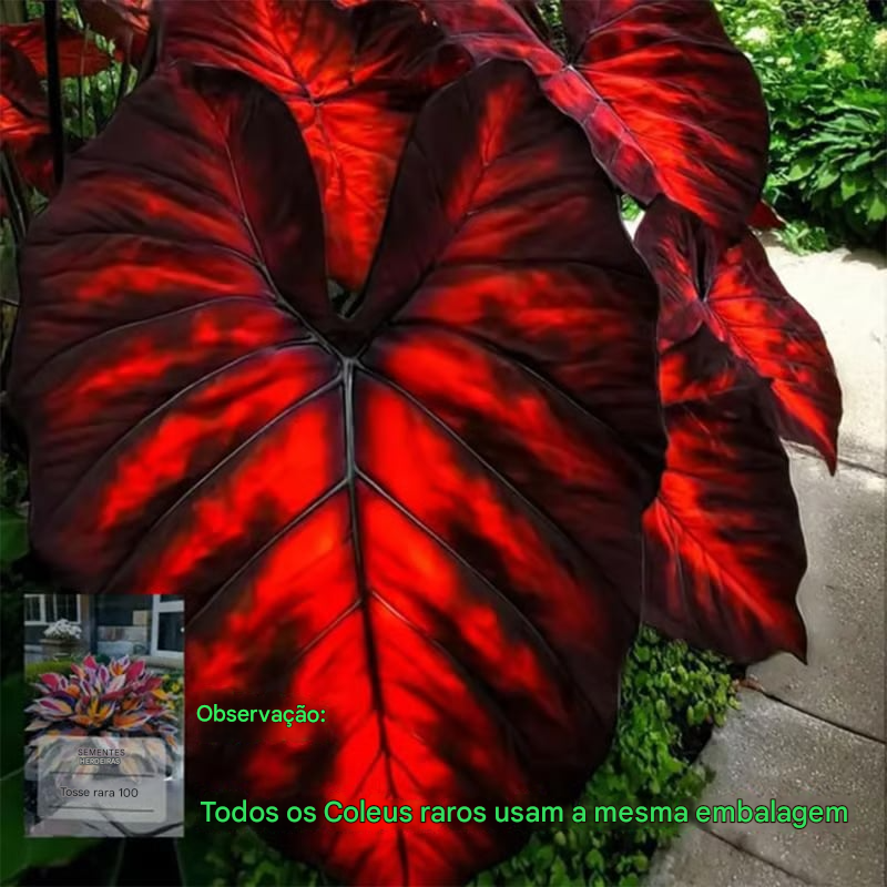 🍃 Sementes Raras de Flor Coleus 🌿