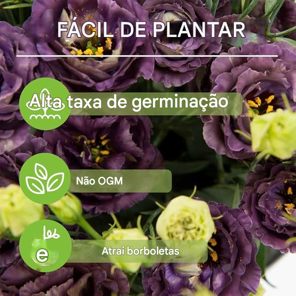 🔥🌺Sementes de flores de Eustoma de baixa manutenção🌈