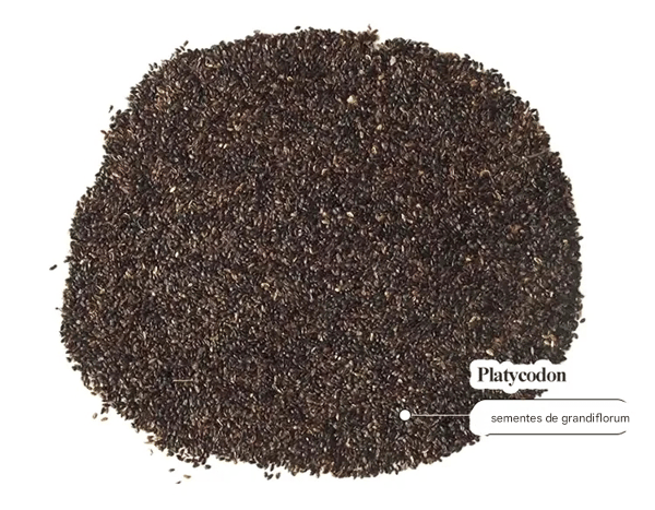 🔥🌺Sementes de flores de Eustoma de baixa manutenção🌈